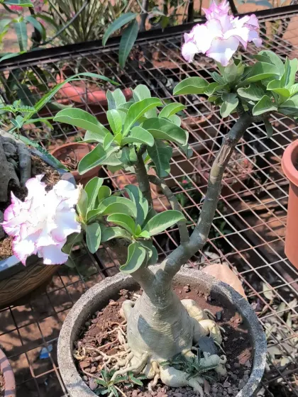 A delicate Adenium with white and pink-edged flowers. Even our smaller bonsai specimens have beautiful details and character.
