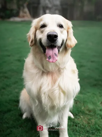 A classic happy dog portrait on a perfect green lawn. The simplicity of the setting allows the Golden Retriever's joyful expression and beautiful coat to be the main focus.