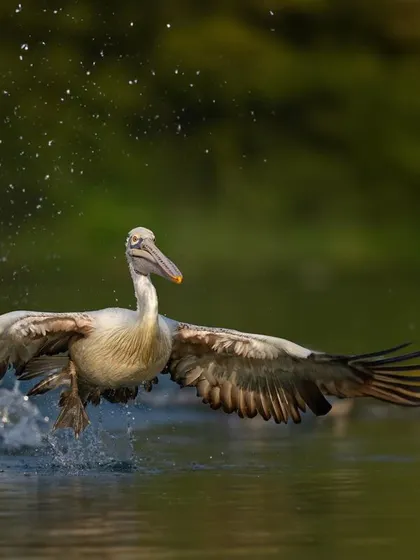 A pelican landing, creating a splash. These action shots are a fun challenge to capture.