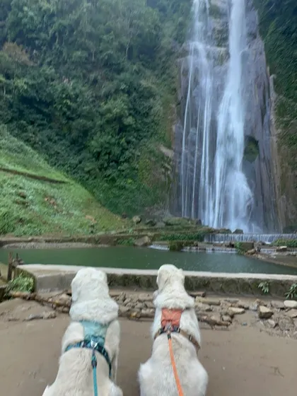 My two dogs taking a moment to admire the Jalbire Jharna waterfall in Nepal. These are the quiet, shared moments that make traveling together so special.