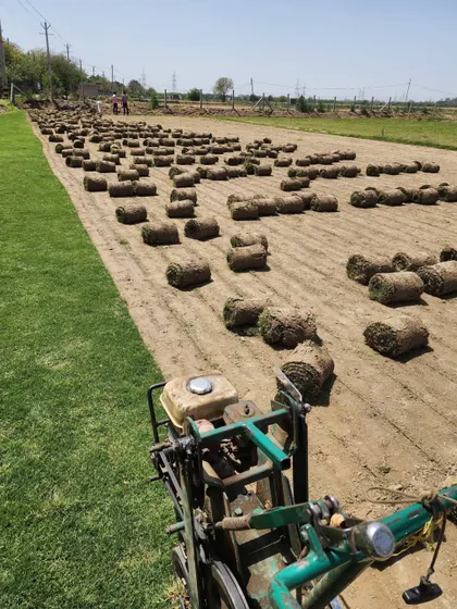 A view of our turf farm with the cutting machine, showing our process of preparing the grass for wholesale orders.