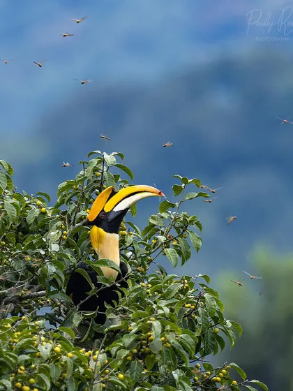 A hornbill surrounded by a swarm of dragonflies, preparing to catch its next meal.