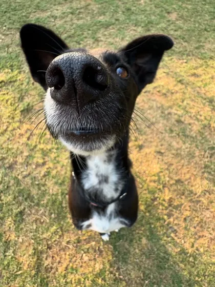 Another adorable nose selfie, this time from a sweet black and white Indie.
