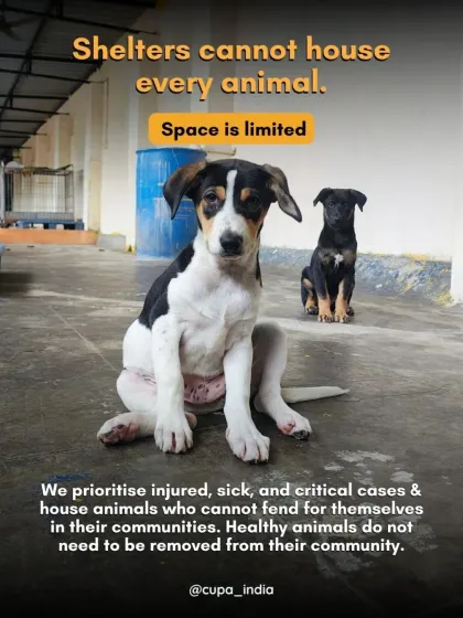 Shelters cannot house every animal because space is limited. We must prioritize critically ill animals who cannot fend for themselves.