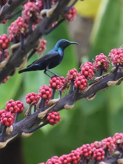 A purple sunbird seen against a backdrop of exotic red flowers. The biodiversity of our retreat is something we are proud of and actively work to preserve.
