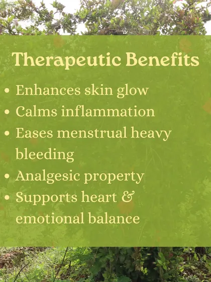 Captions for these will be educational, explaining the Ayurvedic properties and uses of plants like Neem (Nimbi) and Amla (Amalaki), or detailing aspects of the Ayurveda retreats and courses as shown in the images.