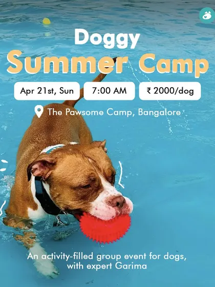 This poster for our Doggy Summer Camp features a happy Pitbull enjoying the pool. Our camps are designed to be an activity-filled day, helping dogs explore their sporty side.