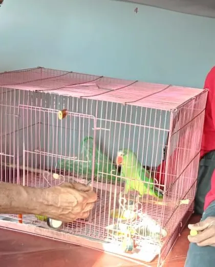 Our team carefully handling Titu the parrot during his road relocation. We understand the unique needs of different species and provide specialized care accordingly.