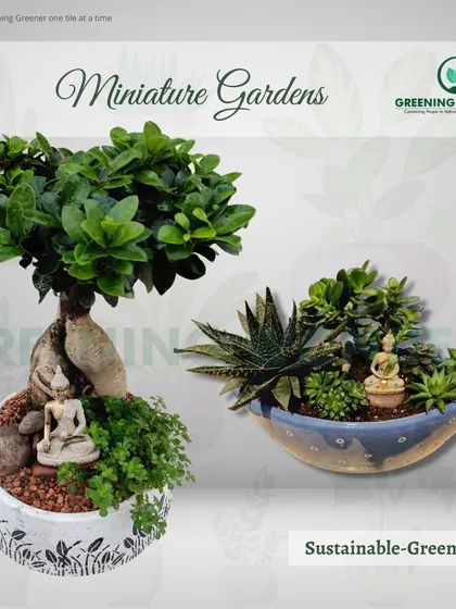 A pair of beautiful miniature gardens, one featuring a bonsai and the other a succulent arrangement, both with serene Buddha figurines.