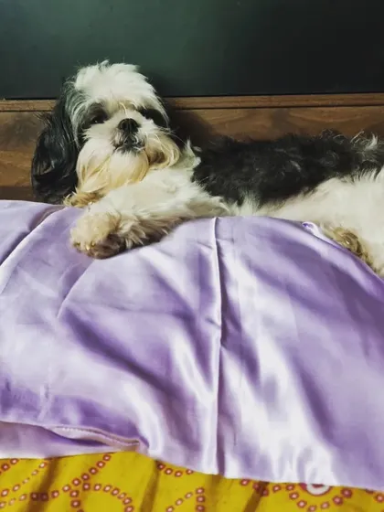 This little Shih Tzu has claimed her corner and her new satin pillow. Comfort is key, and our guests are free to make themselves at home wherever they please.