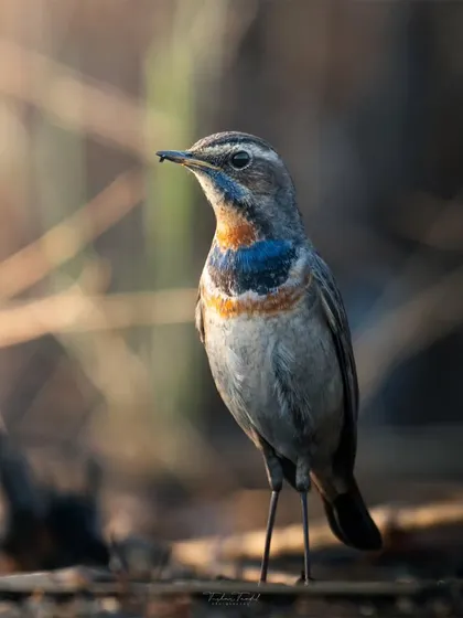 A Bluethroat with a tiny insect in its beak, a successful moment of foraging captured in detail.