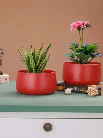 The right pot completes the look, and our red metal planters add a perfect pop of color. Here you can see how they look with a low-maintenance Snake Plant and a flowering Gerbera Daisy. They are versatile enough for any plant and any room.