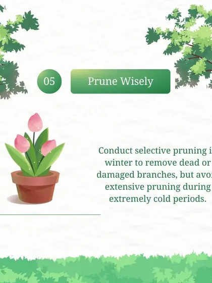 We practice selective pruning in winter to remove dead or damaged branches. However, we avoid extensive pruning during extremely cold periods to prevent stressing the plant.