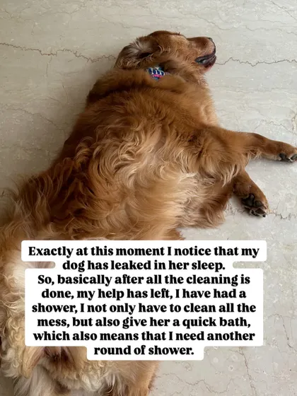And just when I thought I was done, I noticed my dog had a toileting accident in her sleep. This is the unglamorous side of being a dog and human mom. It's messy, it's exhausting, and it's real.