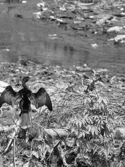 A black and white image of a bird with its wings spread, surrounded by pollution. This photo is a commentary on the impact of humans on nature.