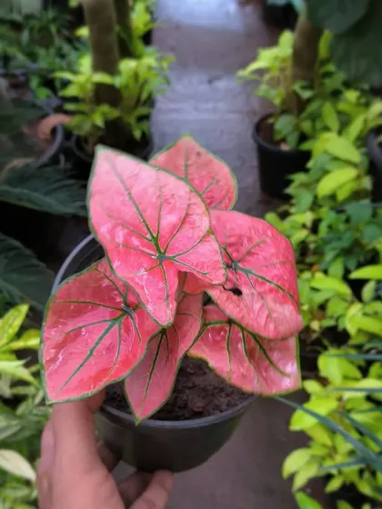 This baby Caladium is already showing its full, vibrant pink color. Caladiums are one of our favorites for their incredible range of colors and patterns.