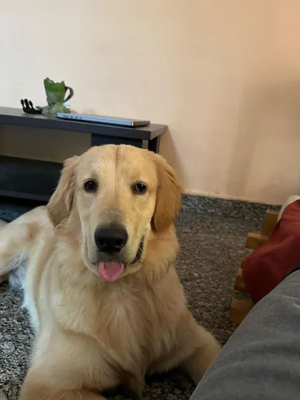 UPDATE: ADOPTED. Milo, the 11-month-old golden retriever, has found his forever home. He is a perfect furry companion, friendly with dogs and humans alike.