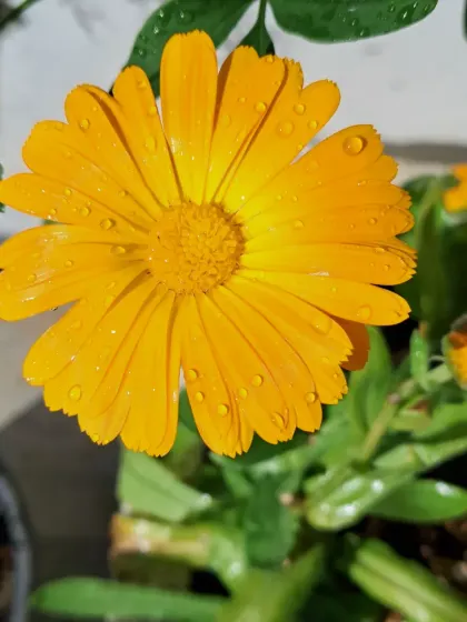 A Calendula flower with water droplets.