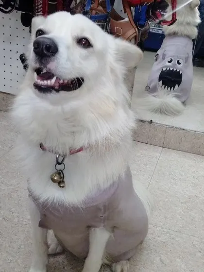 Check out this cool dude rocking one of my quirky dog hoodies. I love finding fun and unique accessories to match your pet's personality.