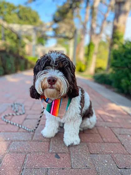 Georgie boy, a micro Bernedoodle, came for a week-long refresher. We got this smart but stubborn boy back on track.