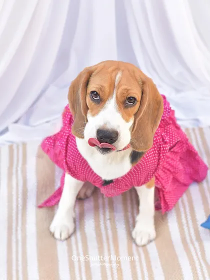This little beagle in her pretty pink dress is licking her lips after a tasty chicken treat during our picnic shoot. Capturing these happy, candid moments is what it's all about.