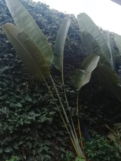 Another view of our dense, natural green wall. This solution grows over time to form an impenetrable but beautiful screen, offering a sustainable and ever-changing privacy solution for any property.