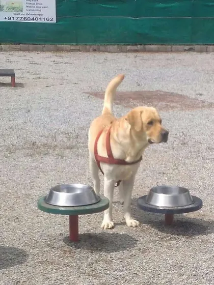 This Labrador takes a quick water break before heading back to play. We ensure fresh, clean water is always available.