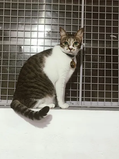 This is Mono, a handsome tabby and white cat, posing perfectly against the wire mesh of the enclosure.