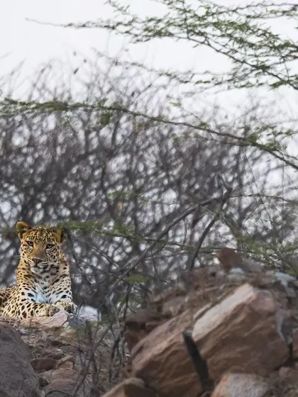 A leopard sits alert among the scrubby vegetation of the Aravallis, ever-watchful and perfectly adapted to its environment.
