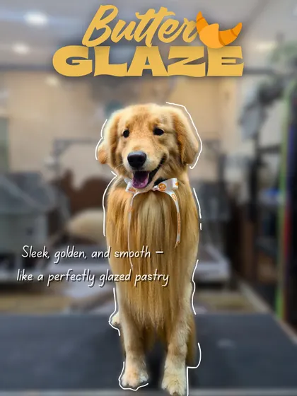 This Golden Retriever's coat is smooth and sleek, just like a 'Butter Glaze' pastry. We use quality conditioners to ensure long-haired breeds have a healthy, manageable, and beautiful coat.