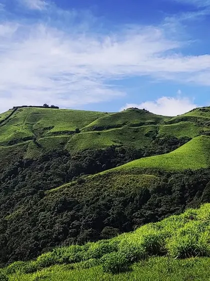 A panoramic view of the rolling green hills of Mudigere under a bright blue sky. This landscape shot captures the serene beauty of the Western Ghats.