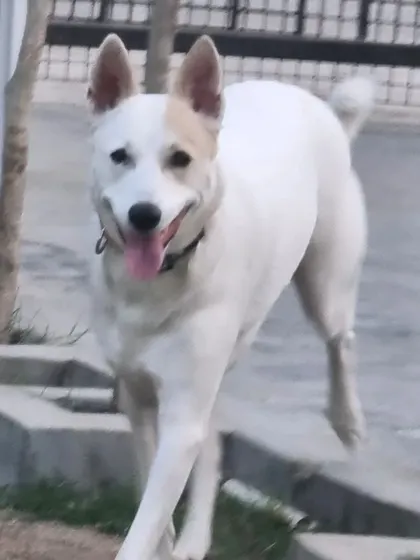 A happy guest enjoying a stroll in our pet-friendly vacation house environment. We provide a true home-away-from-home experience where pets can move around freely and feel relaxed.