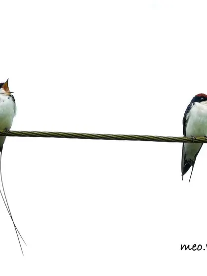 A perfect pair of Wire-tailed Swallows. The male on the left calls out while the female listens. These birds often form strong pair bonds, and it is wonderful to see them interacting.