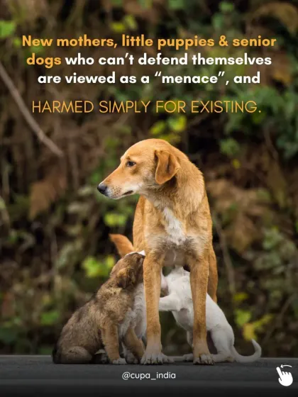 Vulnerable animals like new mothers, puppies, and senior dogs are often harmed simply for existing. I fight to protect those who cannot defend themselves.
