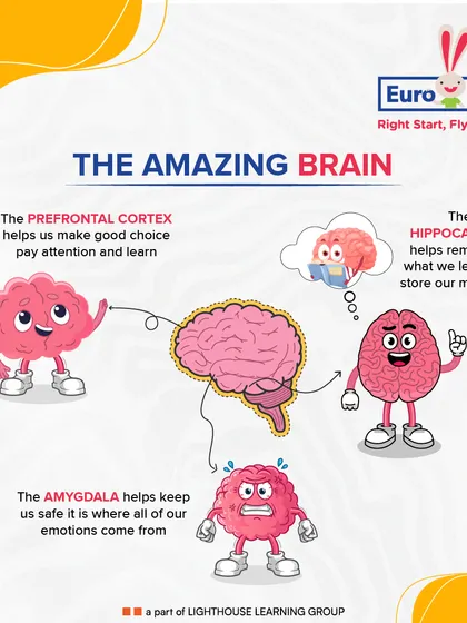 The amazing brain. This infographic simplifies the functions of the prefrontal cortex, hippocampus, and amygdala, helping parents and children understand how our brains help us learn, remember, and feel.