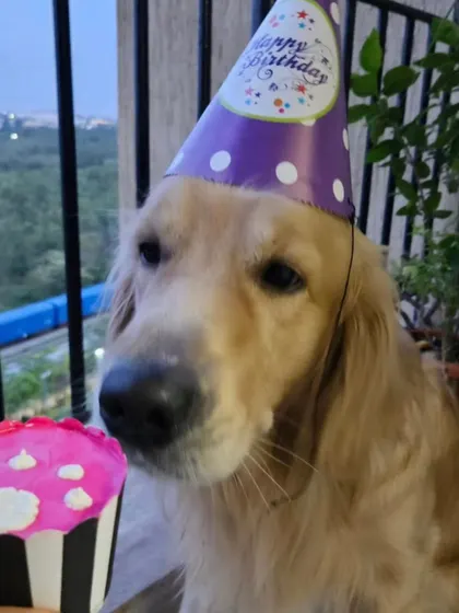 A birthday pup enjoying a moment of calm with a cupcake before the big party. Our pupcakes are a great alternative or addition to a full-sized cake.