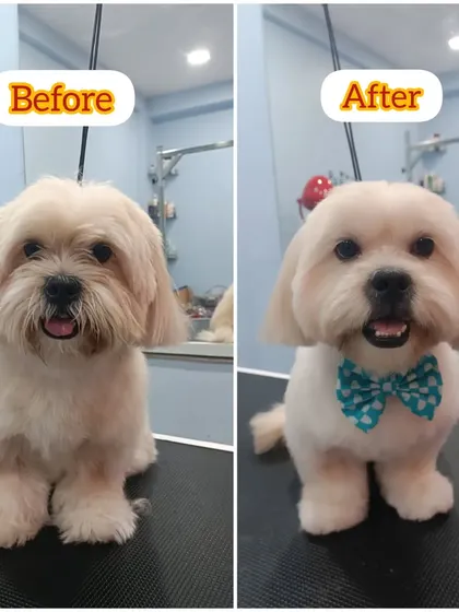 Teddy the Lhasa Apso is all set to meet his new baby sister after his grooming session. A clean, trimmed dog is much more comfortable for everyone in the family.