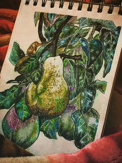 A watercolour study of pears on a branch, painted in my sketchbook to practice colour and form.