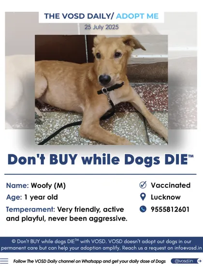 Woofy, a very friendly and active 1-year-old in Lucknow, is looking for his forever family. We ensure that every appeal clearly states the dog's nature to help find a compatible home.
