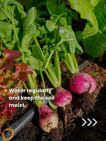 A close-up of freshly harvested radishes. To get a successful crop like this, remember to water them regularly and keep the soil consistently moist but not waterlogged.