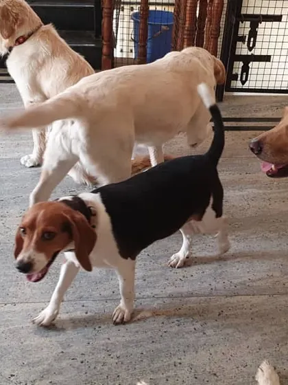 The pack moving as a group. This shows a well-socialized dynamic where dogs are comfortable and confident around each other.