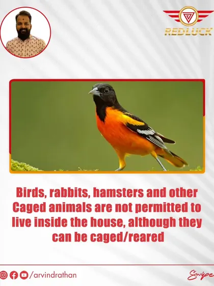 Caged animals like birds and hamsters are not permitted to live inside the house according to Vastu.
