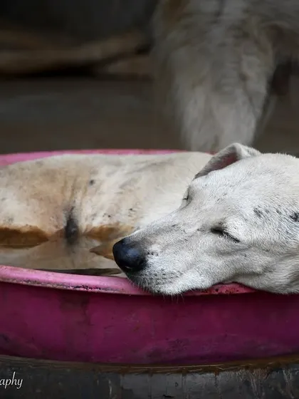 A peaceful moment for a stray dog at the shelter. Even in difficult circumstances, they find moments of peace. This is why I advocate for adoption and supporting local NGOs.