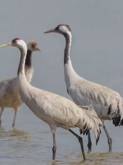 A family of Common Cranes. Cranes form long-term monogamous pair bonds and can be seen with their sub-adult chicks during the winter months.