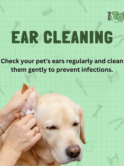 Ear cleaning is an important part of your pet's grooming routine. Gently check and clean your pet's ears regularly to prevent infections and discomfort.