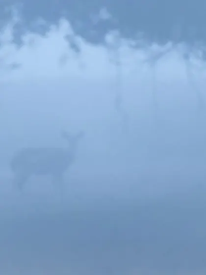 A deer in thick fog, where the image is intentionally soft and blurry. This is about capturing a feeling, the way the eye perceives a scene before it fully focuses.