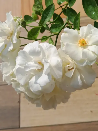 A beautiful cluster of white roses.
