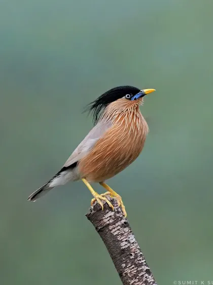 A Brahminy Starling with its crest blowing in the wind, looking regal on its perch.