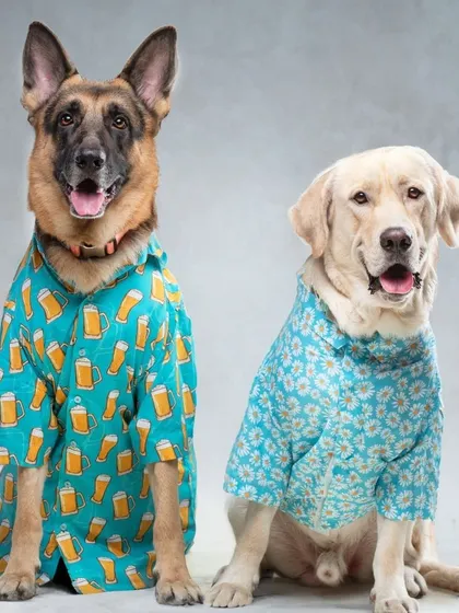 A German Shepherd and a Labrador posing together, modeling some very cool printed shirts in the studio.