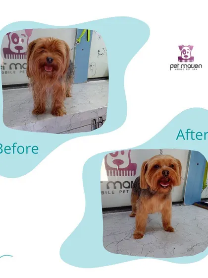 A fresh start for this Yorkshire Terrier! Our grooming service includes careful trimming around the face and paws, resulting in a polished and happy pup.